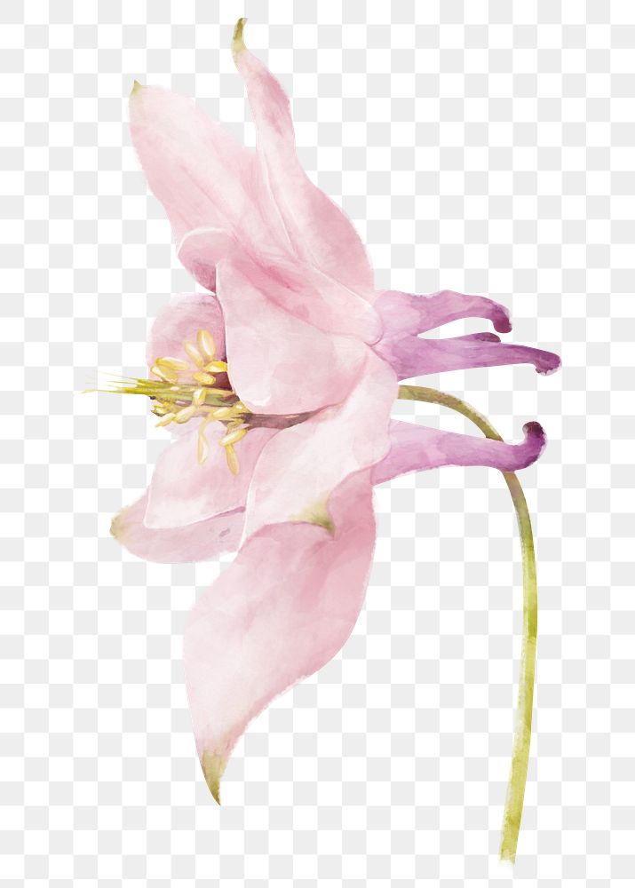 PNG pink columbine flower, spring collage element, transparent background