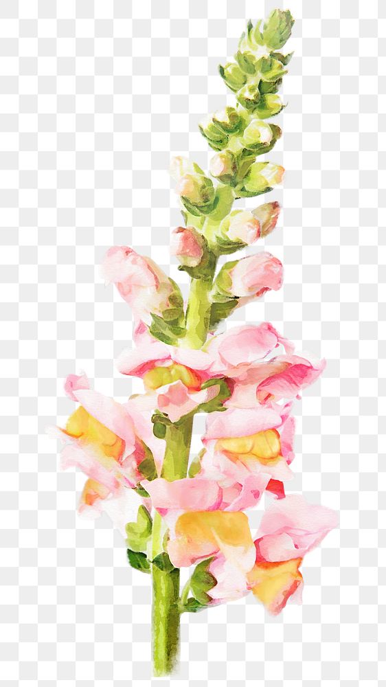 PNG pink snapdragon flower, spring collage element, transparent background