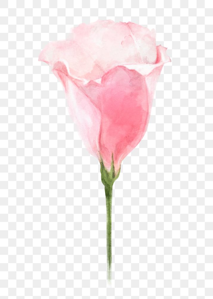 Pink lisianthus png, watercolor flower collage element, transparent background
