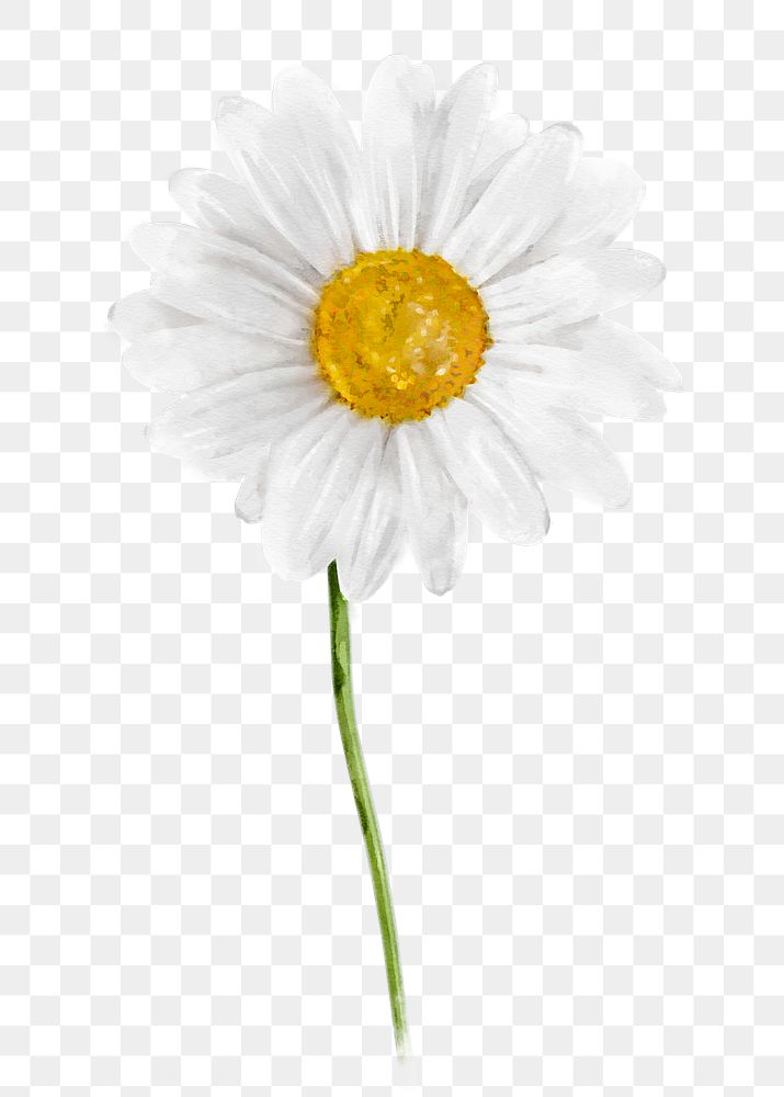 White daisy png, watercolor flower collage element, transparent background