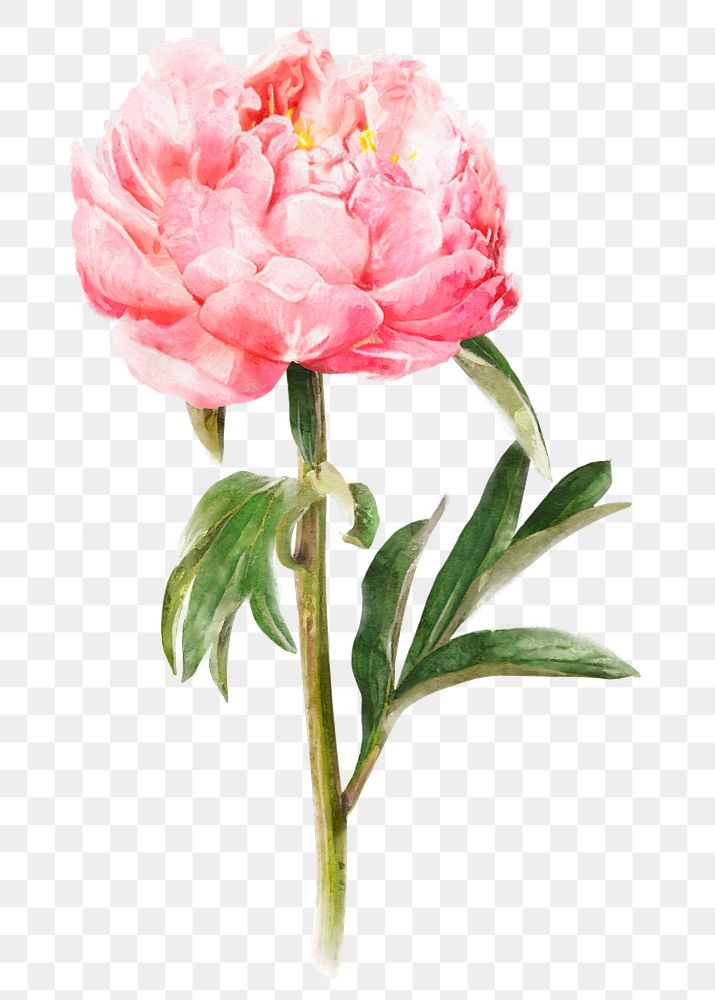 Pink peony png, watercolor flower collage element, transparent background