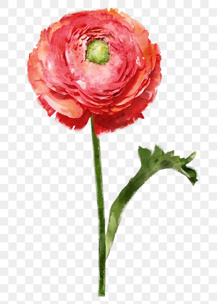 Red ranunculus png, watercolor flower collage element, transparent background