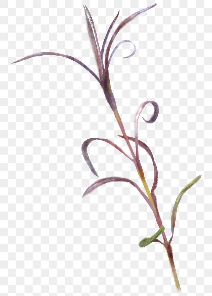 Watercolor plant png, leaf collage element, transparent background