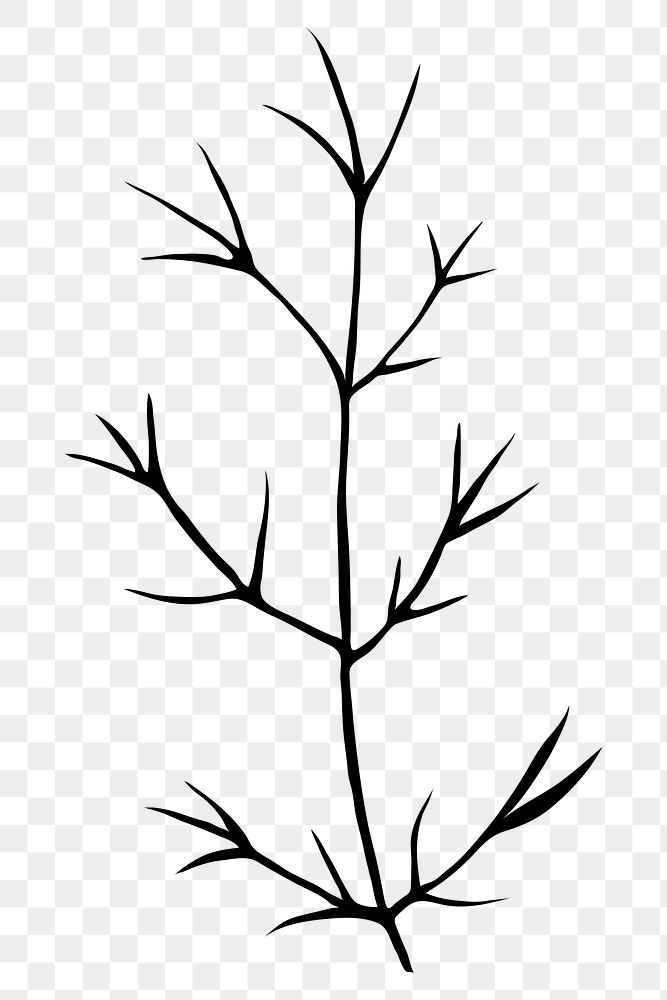 Silhouette leaf png, cedar branch, transparent background