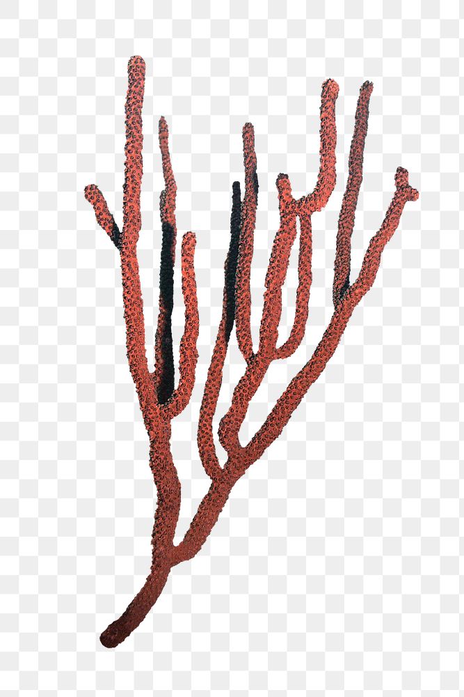Red png sea coral sticker, marine life image, transparent background