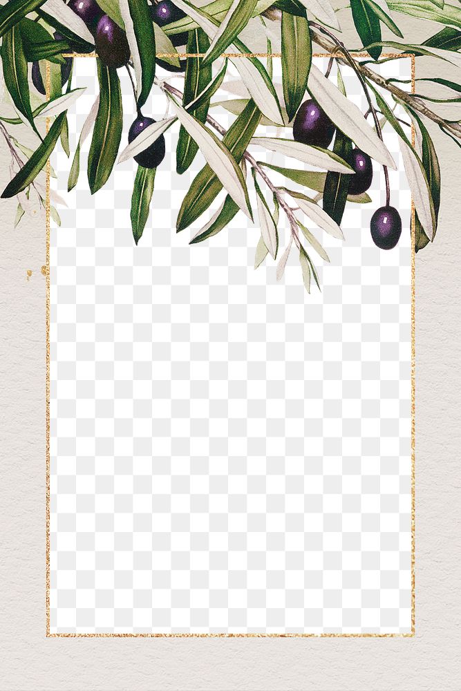 Olive branches frame png hand drawn border design space