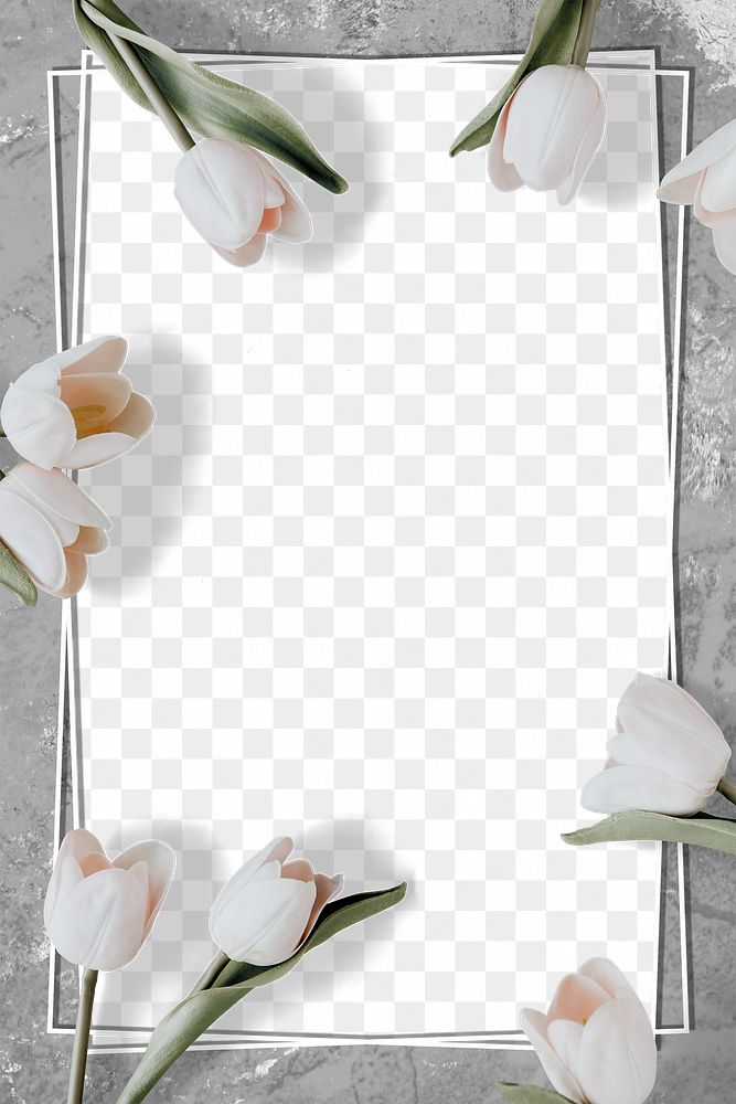 White tulip frame  design element