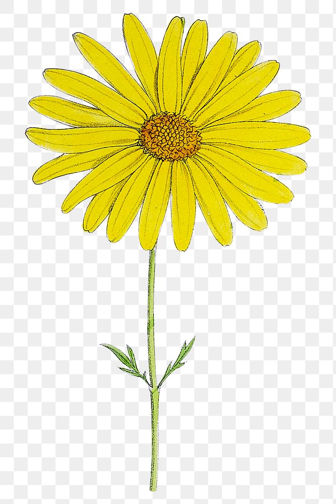 Hand drawn yellow flower transparent png
