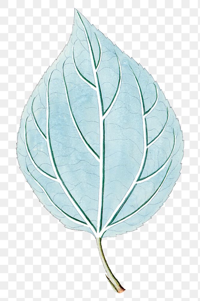 Hand drawn light blue leaf transparent png