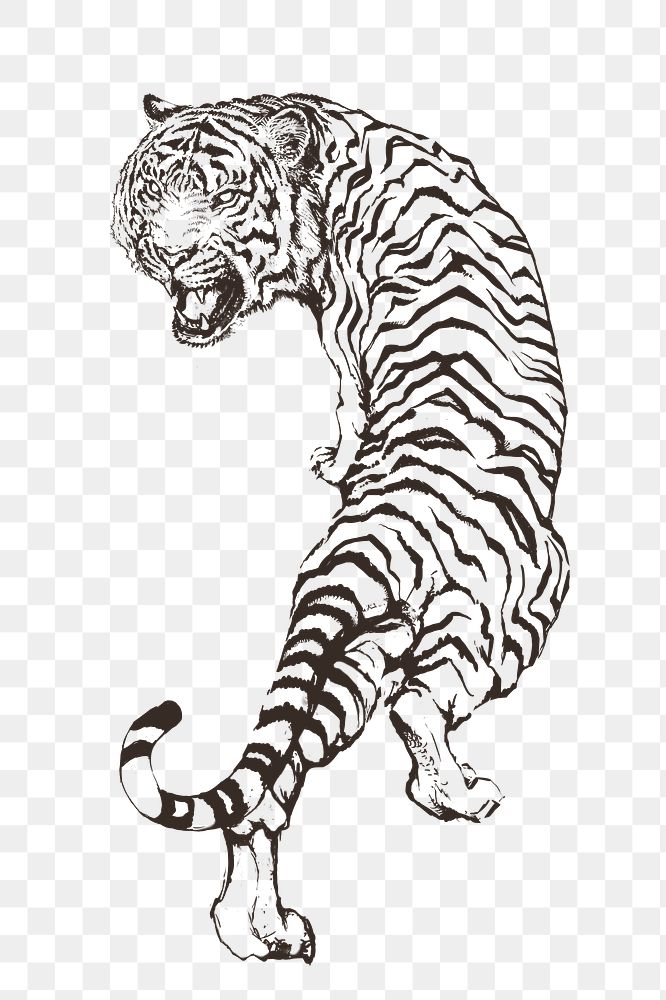 Hand drawn roaring tiger overlay