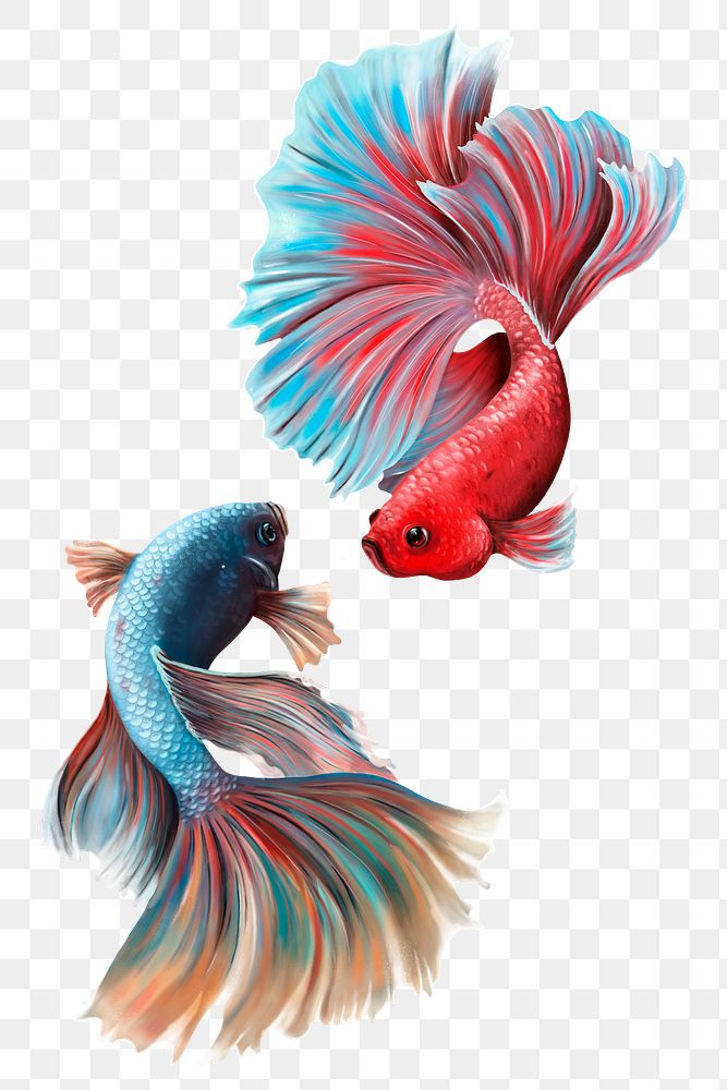 Colorful betta fishes design element