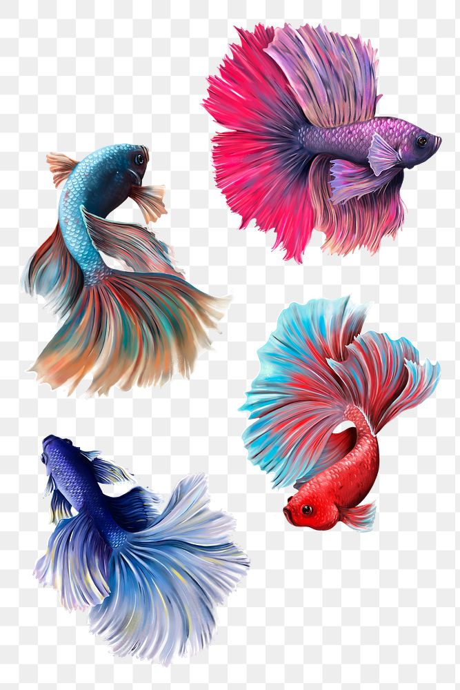 Beautiful betta fish collection design element 