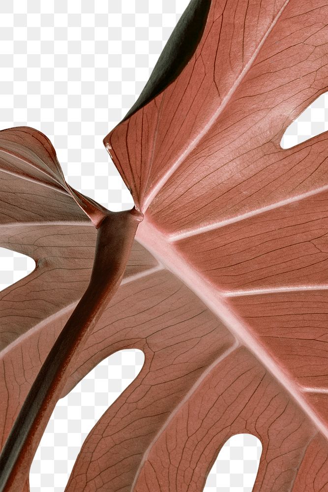 Copper monstera leaf design element