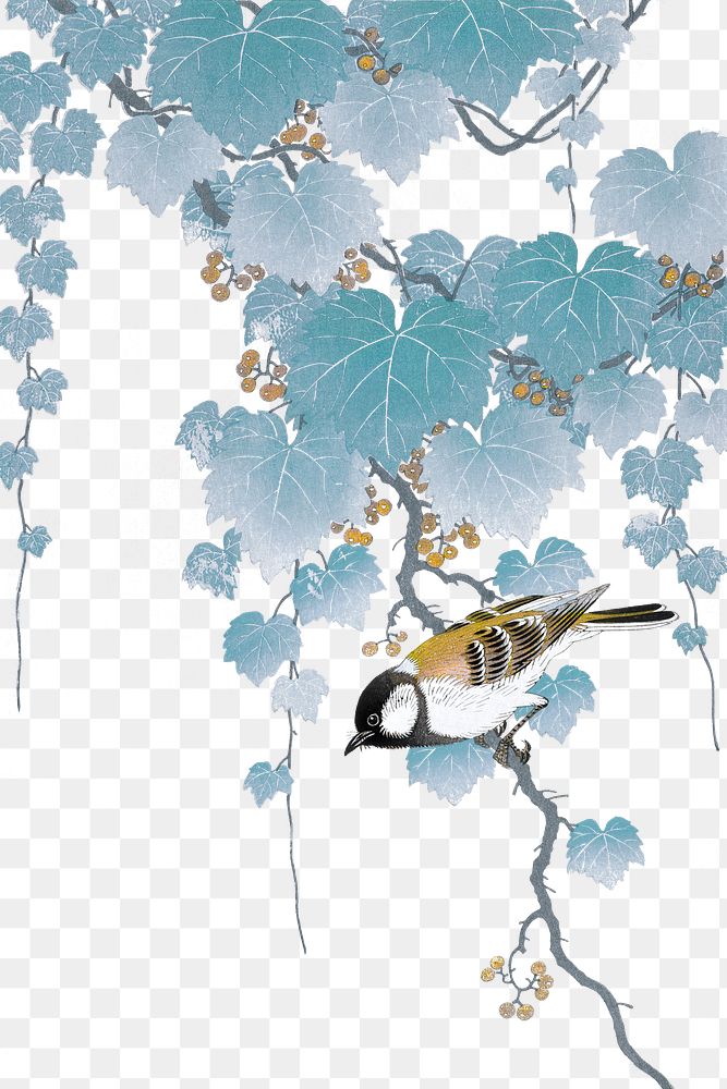 Great tit bird on a paulownia branch vintage illustration transparent png, remix from original artwork.