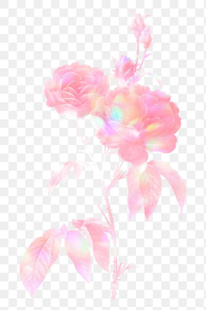 Pink holographic rose vintage illustration transparent png design remix from original artwork by Pierre-Joseph…