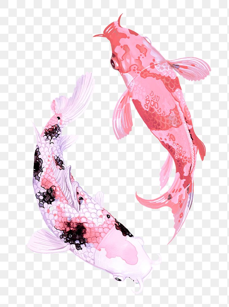 Two Japanese Koi fish swimming transparent png