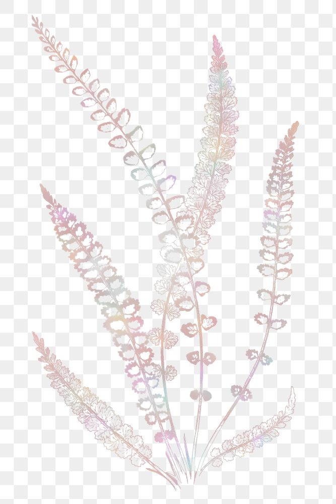 Botanical spleenwort fern design element 