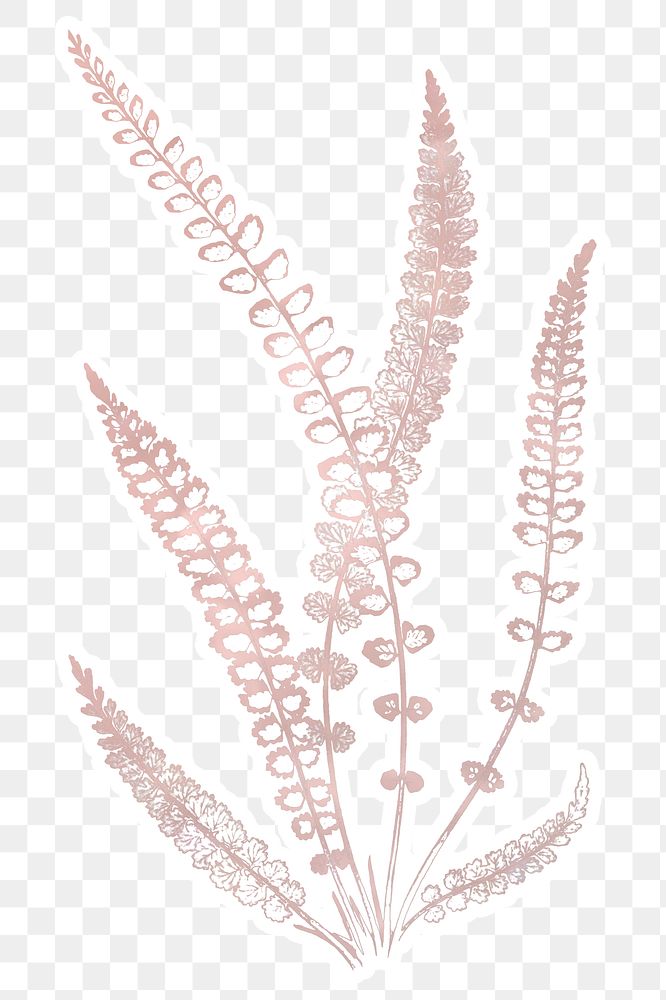 Botanical spleenwort fern sticker overlay design element