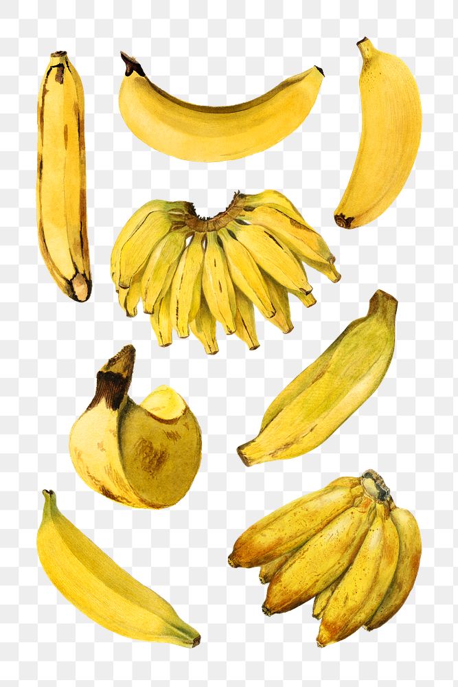 Hand drawn natural fresh yellow banana set