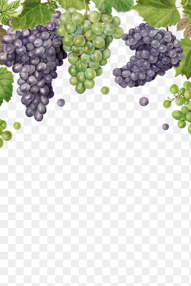 Hand drawn natural fresh grape frame