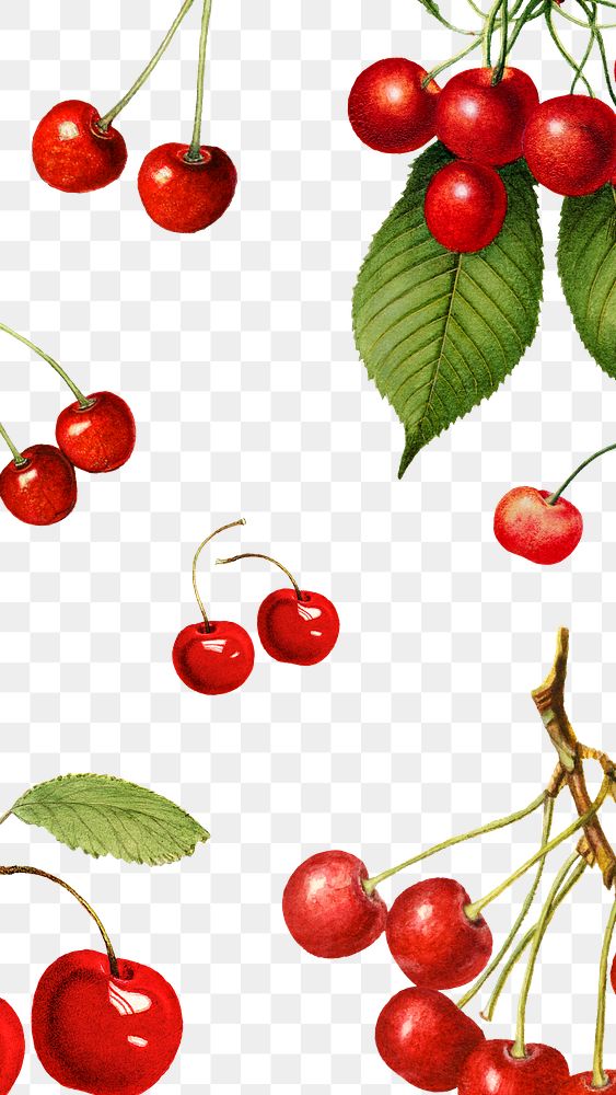 Hand drawn natural fresh red cherry patterned background