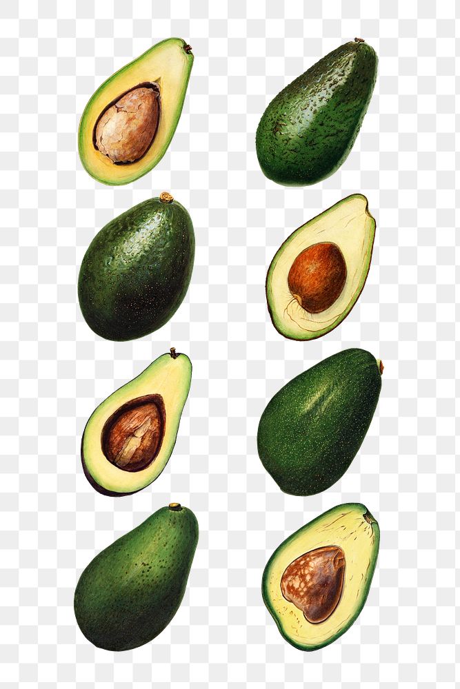 Hand drawn natural fresh avocado set