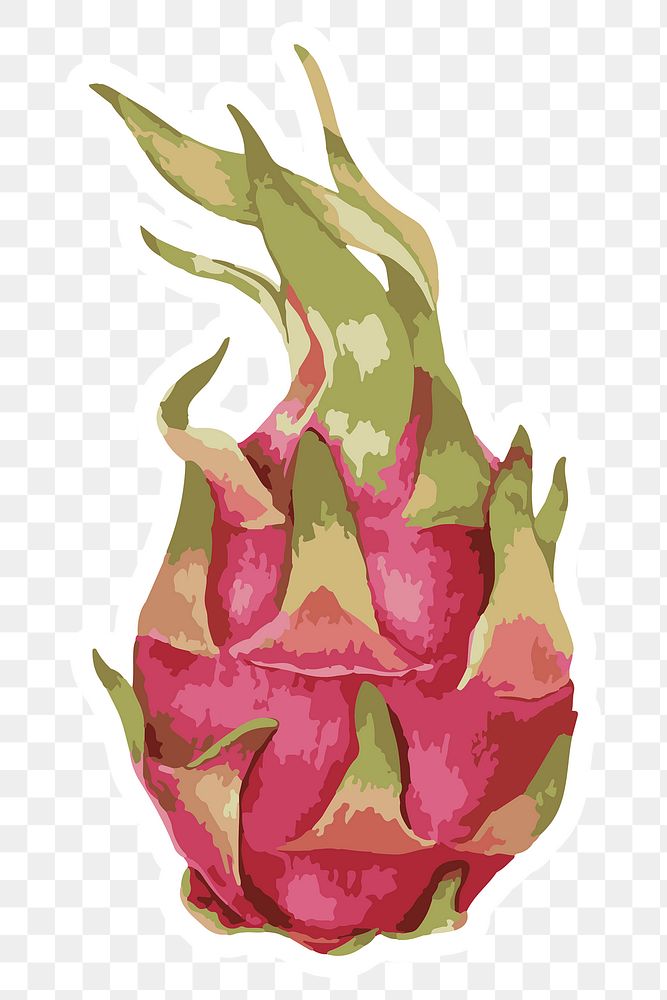 Vectorized dragon fruit sticker with a white border