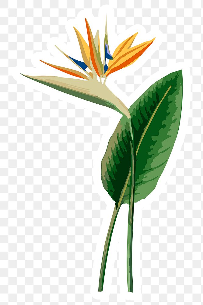 Vectorized bird of paradise sticker overlay with a white border design element