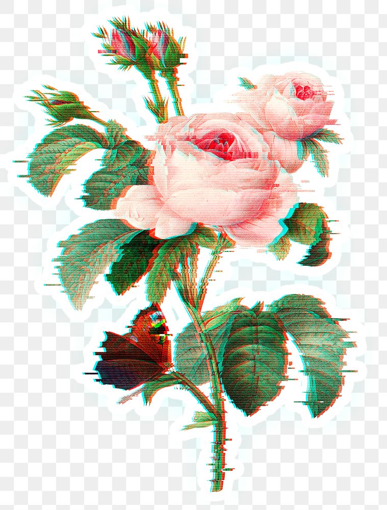 English rose flower with glitch effect sticker overlay
