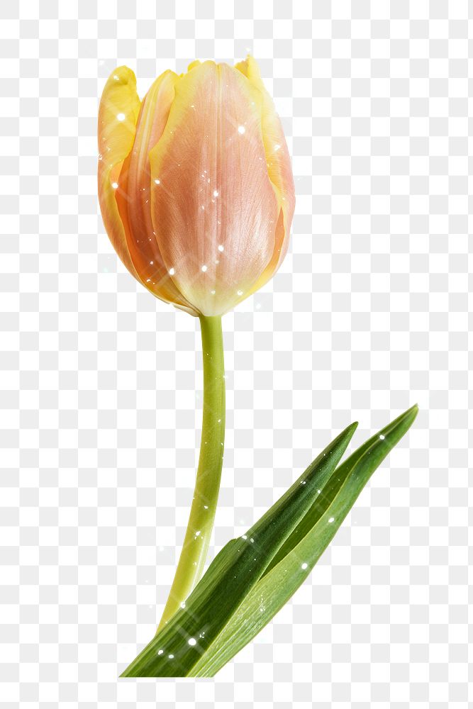 Sparkling peach tulip flower design element