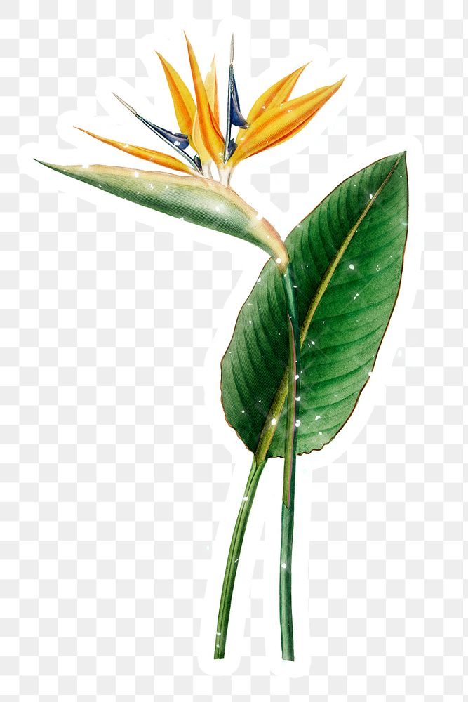 Hand drawn sparkling  bird of paradise flower sticker with white border