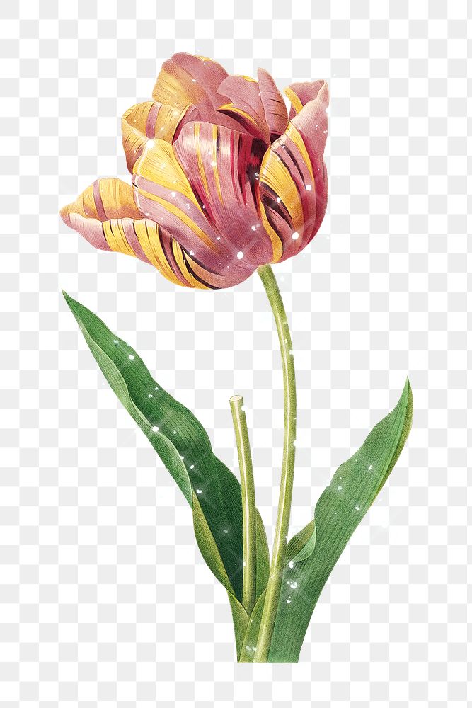 Hand drawn sparkling two-tone tulip flower design element