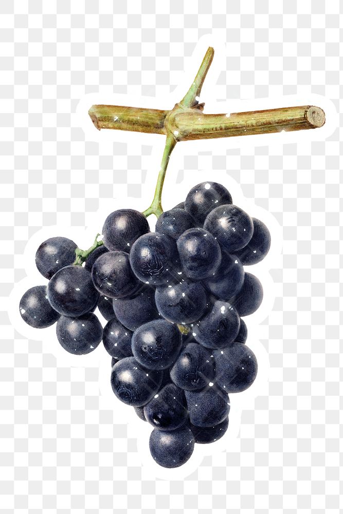 Hand drawn sparkling black grapes fruit sticker with white border