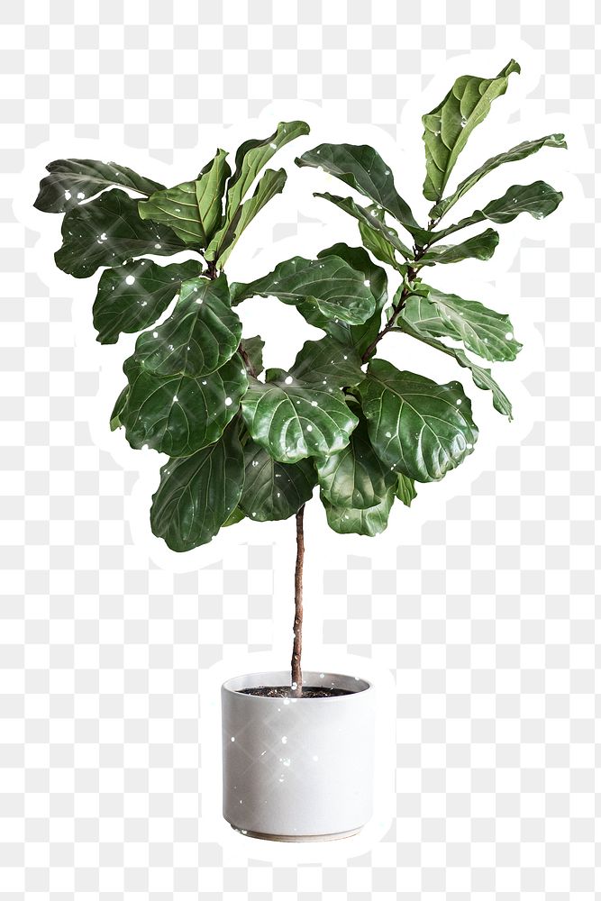 Fiddle leaf fig tree with glitter sticker overlay