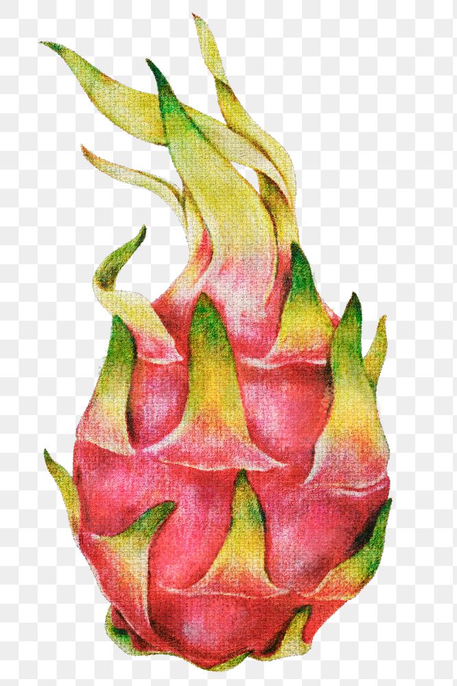 Dragon fruit oil paint style overlay