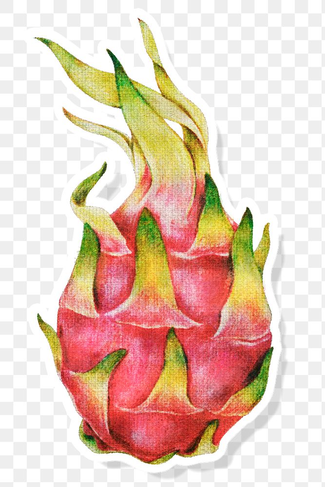 Dragon fruit oil paint style sticker overlay with white border
