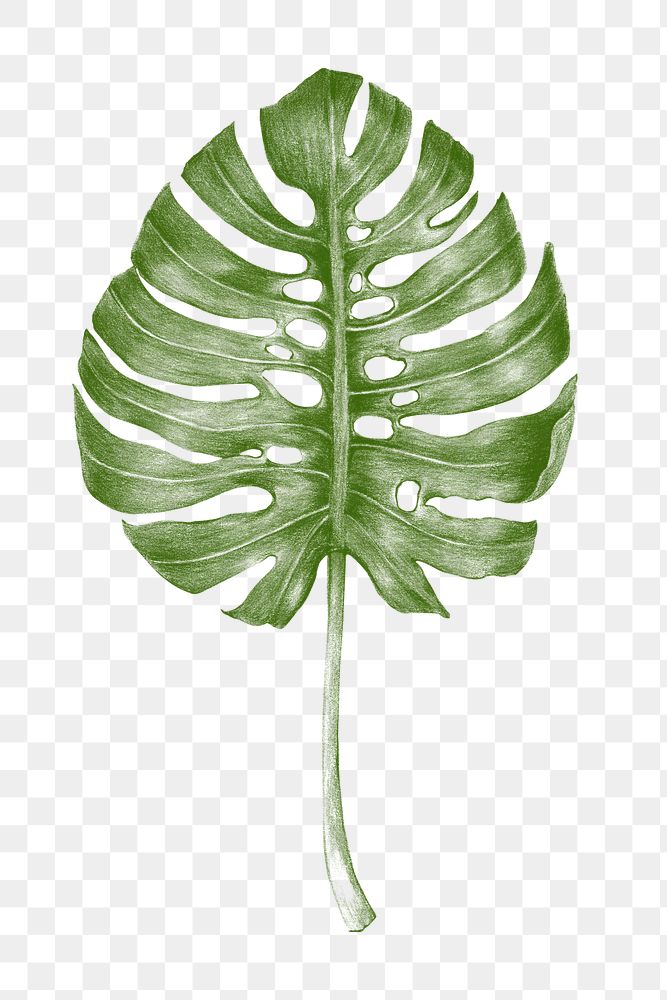 Green hand colored monstera leaf overlay