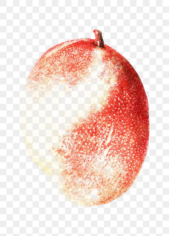 Hand colored red mango fruit design element