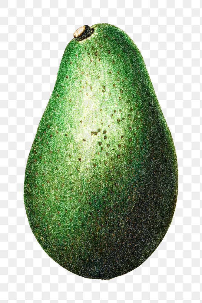 Hand colored avocado fruit design element