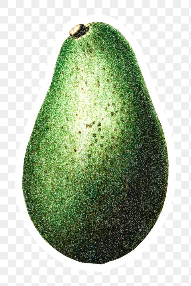 Hand colored avocado fruit sticker with a white border