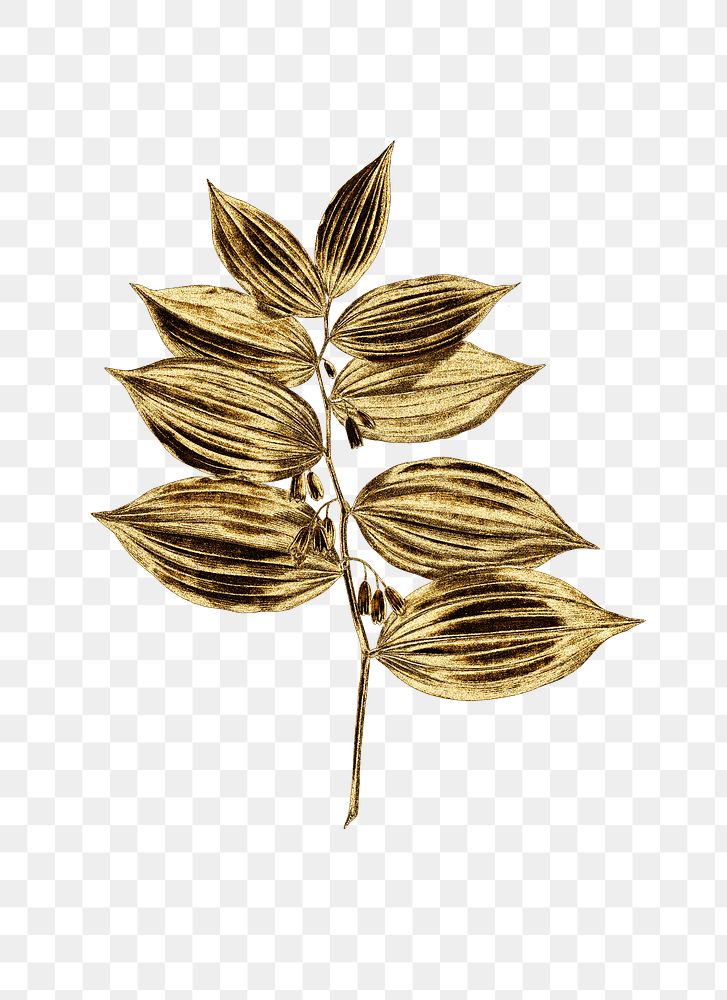 Gold king solomon's seal sticker design element