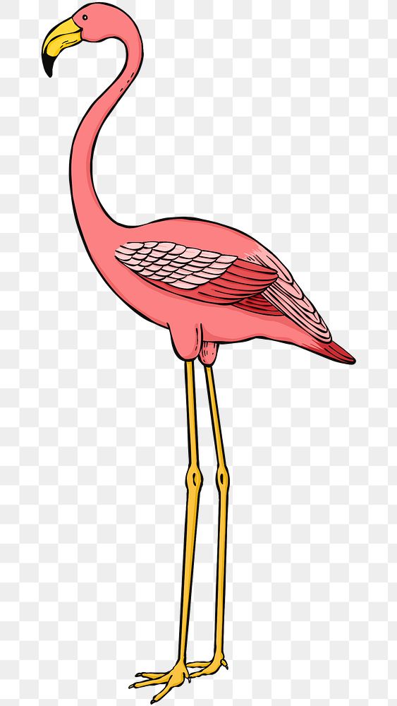 Hand drawn pink flamingo png
