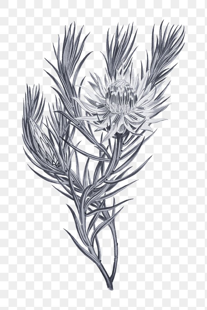 Hand drawn protea mucronifolia flower design element