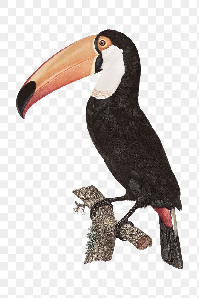 Hand drawn toco toucan design element