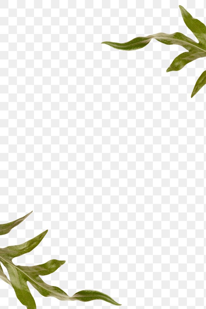 Png doryopteris nobilis arrowhead fern border