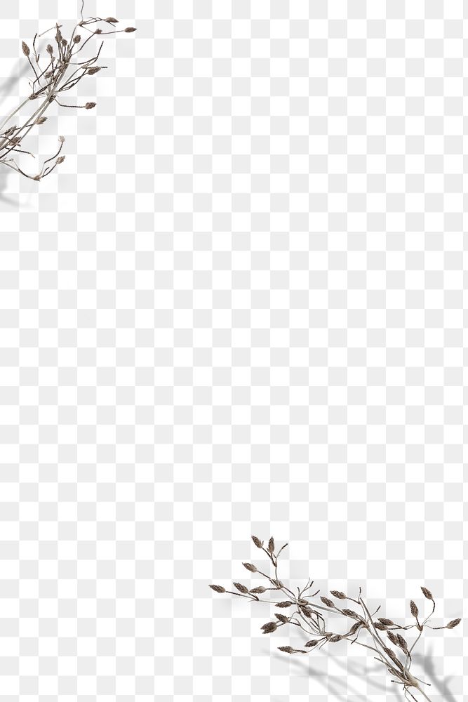 Dry flower twig png transparent background