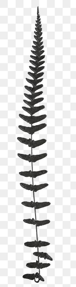 Png black fern leaf vintage illustration sticker