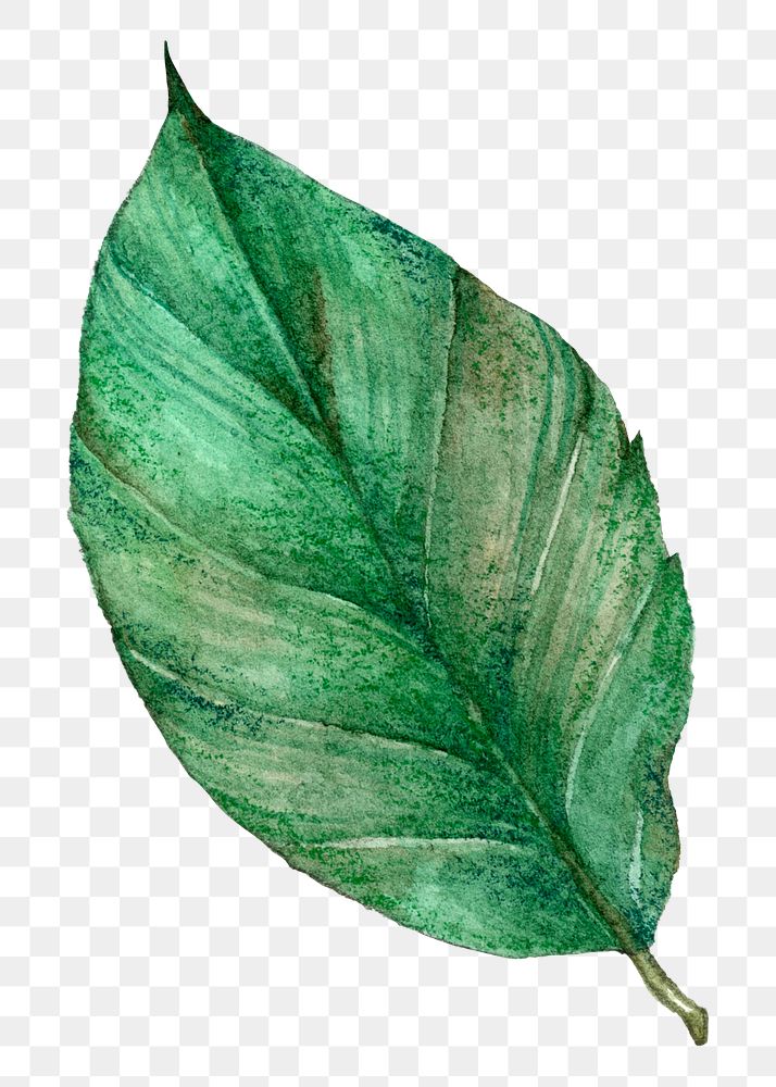Png green leaf  watercolor clipart
