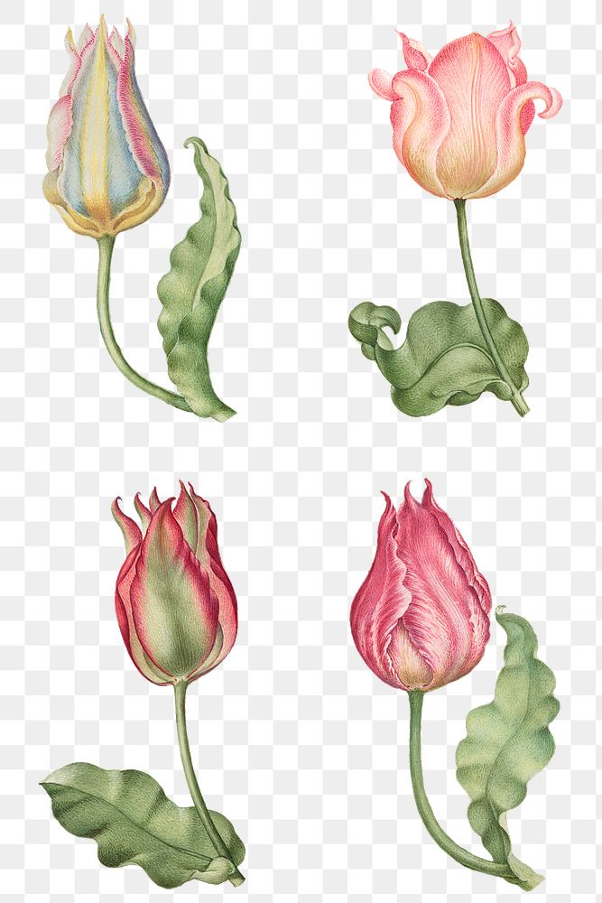Pink tulip flower png botanical illustration set, remix from The Model Book of Calligraphy Joris Hoefnagel and Georg Bocskay