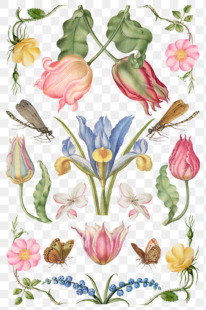 Hand drawn flowers png, remix from The Model Book of Calligraphy Joris Hoefnagel and Georg Bocskayg floral illustration set